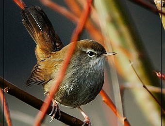 Animali 183